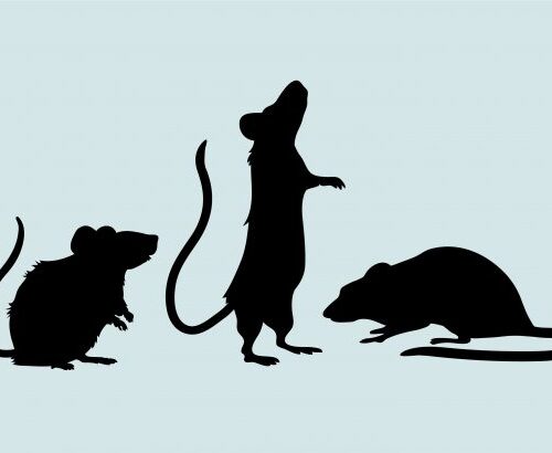 Virus Hanta Merebak di Kapal Pesiar, Ini Cara Mencegahnya di Rumah
