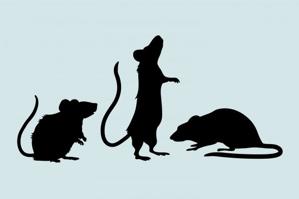 Virus Hanta Merebak di Kapal Pesiar, Ini Cara Mencegahnya di Rumah