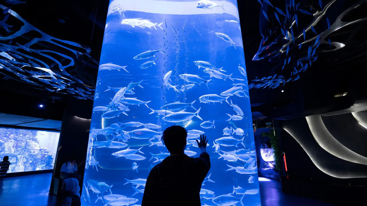 Rekomendasi Aquarium Date bareng Anak yang Seru, Edukatif, dan Instagramable