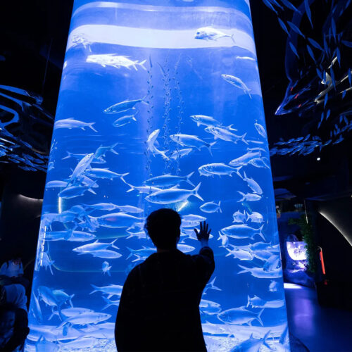 Rekomendasi Aquarium Date bareng Anak yang Seru, Edukatif, dan Instagramable