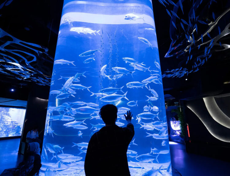 Rekomendasi Aquarium Date bareng Anak yang Seru, Edukatif, dan Instagramable
